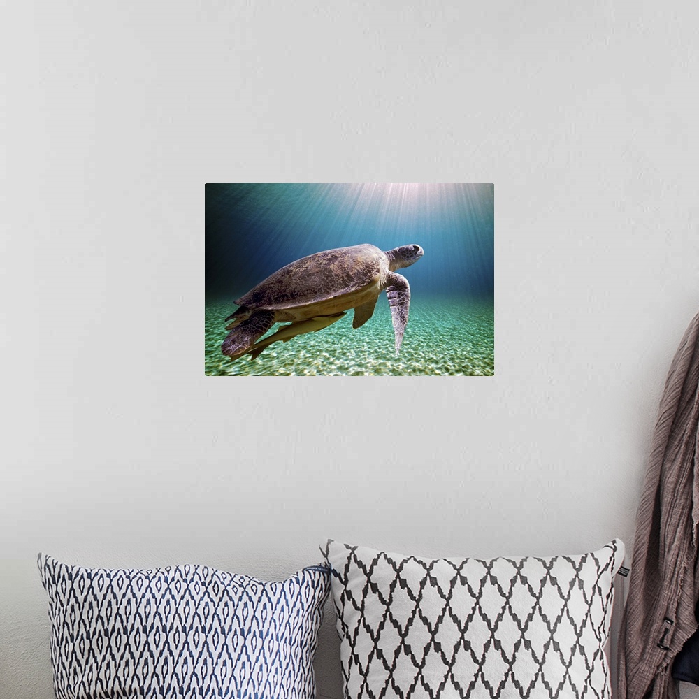 A bohemian room featuring Sun beams filtering through sea with green sea turtle.