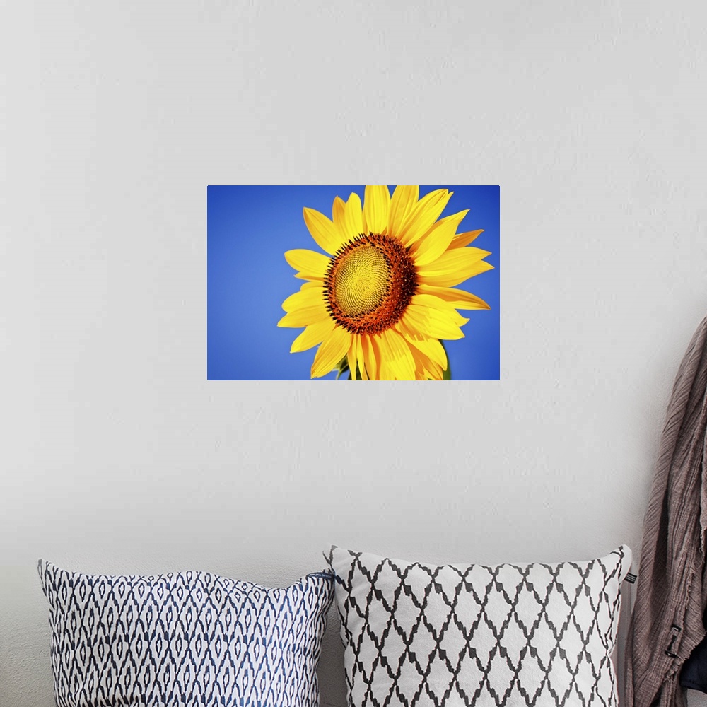 A bohemian room featuring Sunflower against blue sky.