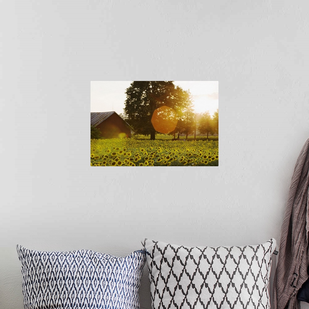 A bohemian room featuring Sunflower Field At Sunset With A Barn