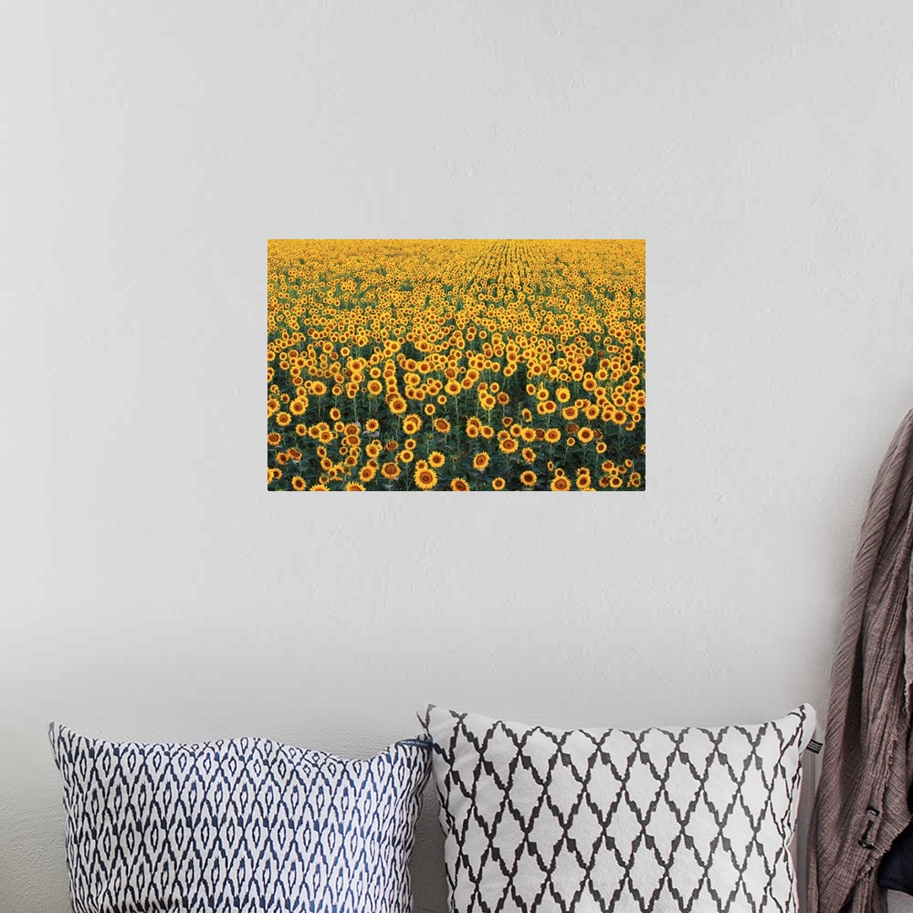A bohemian room featuring Sunflower Field In Bloom