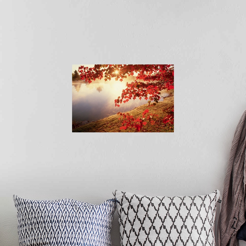 A bohemian room featuring Sunrise Through Autumn Leaves