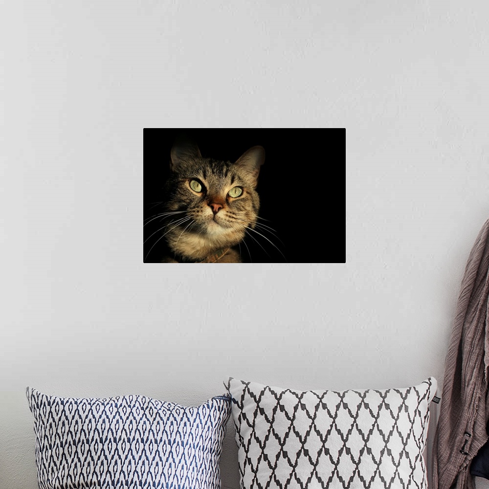 A bohemian room featuring Tabby Cat Face against Black Background