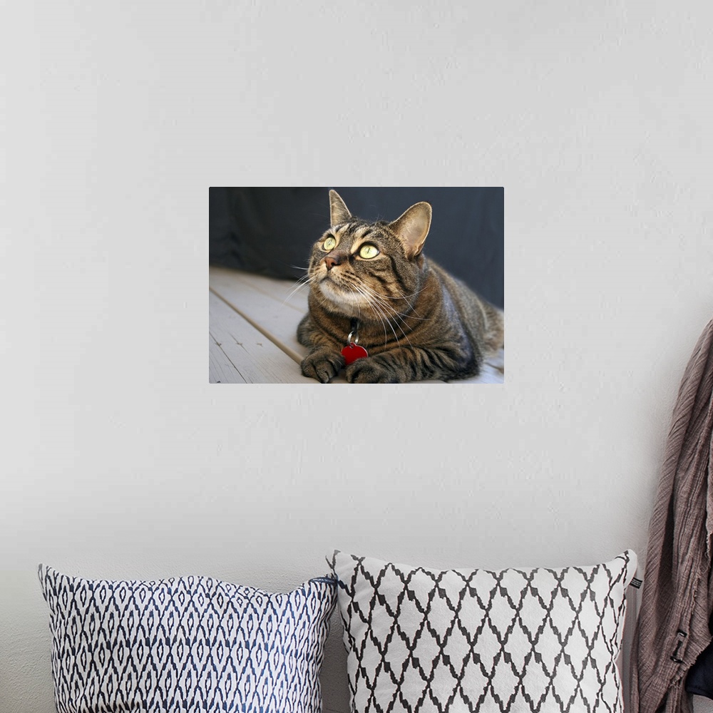 A bohemian room featuring Tabby Cat with Yellow Eyes