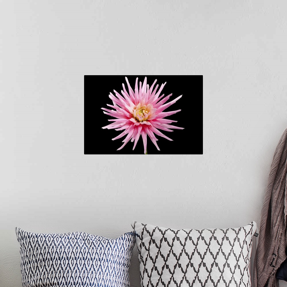 A bohemian room featuring The Shooting Star produces blooms of large pink and white flowers with a yellow centre.