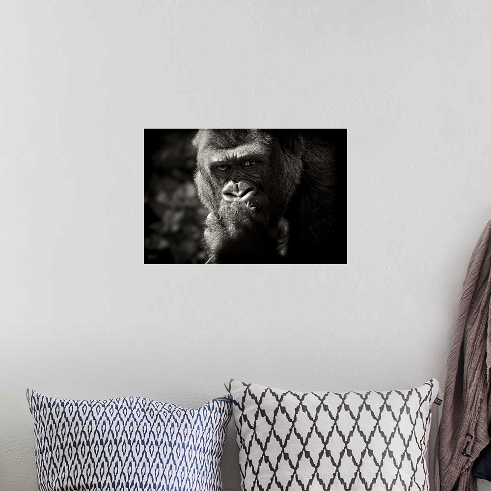 A bohemian room featuring Thoughtful looking Gorilla.