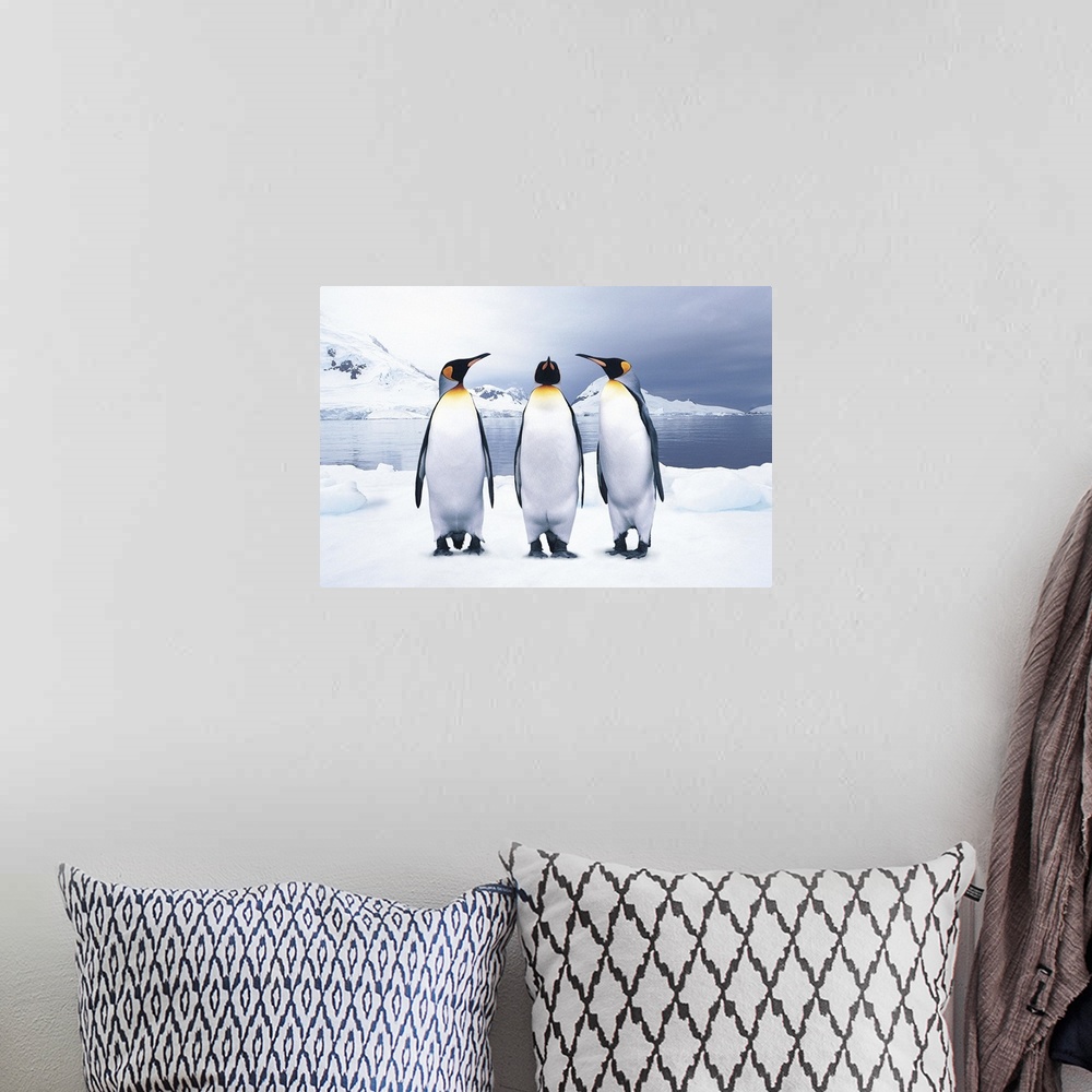 A bohemian room featuring Three King Penguins