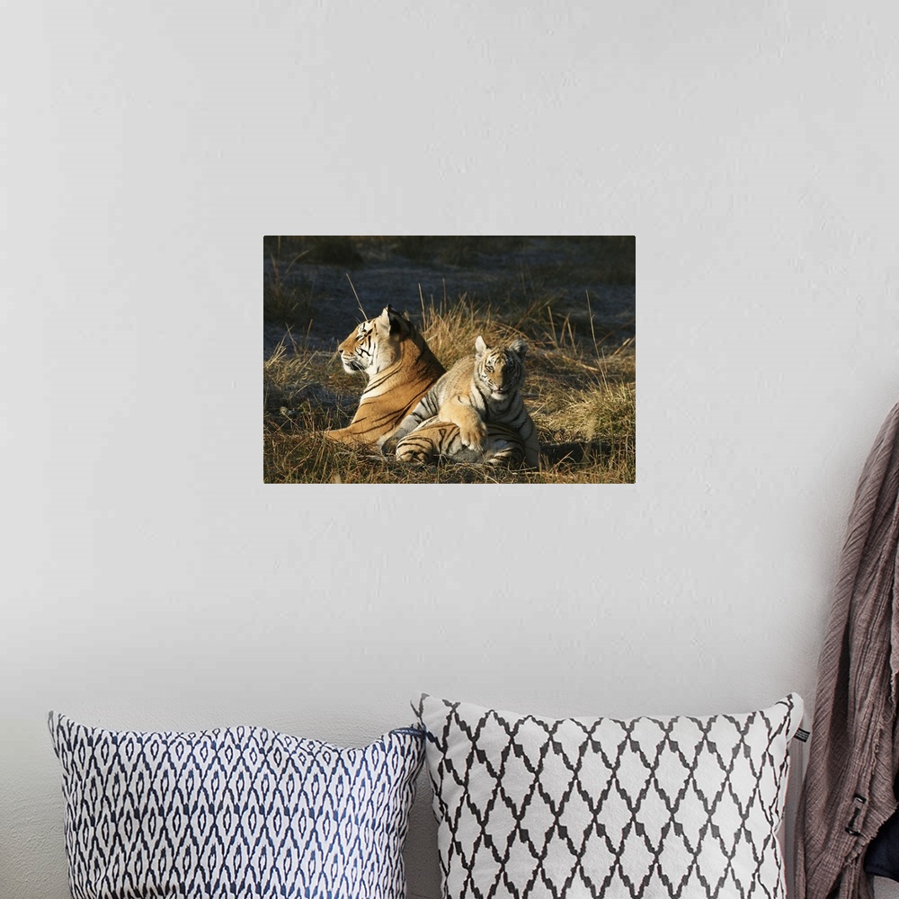A bohemian room featuring Tigers (Panthera tigris) cub lying on his mothers back. Tiger Canyon Philippolis, Free State Prov...
