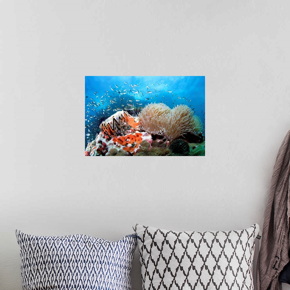A bohemian room featuring Coral reef: 'toothy' shell and anemone.