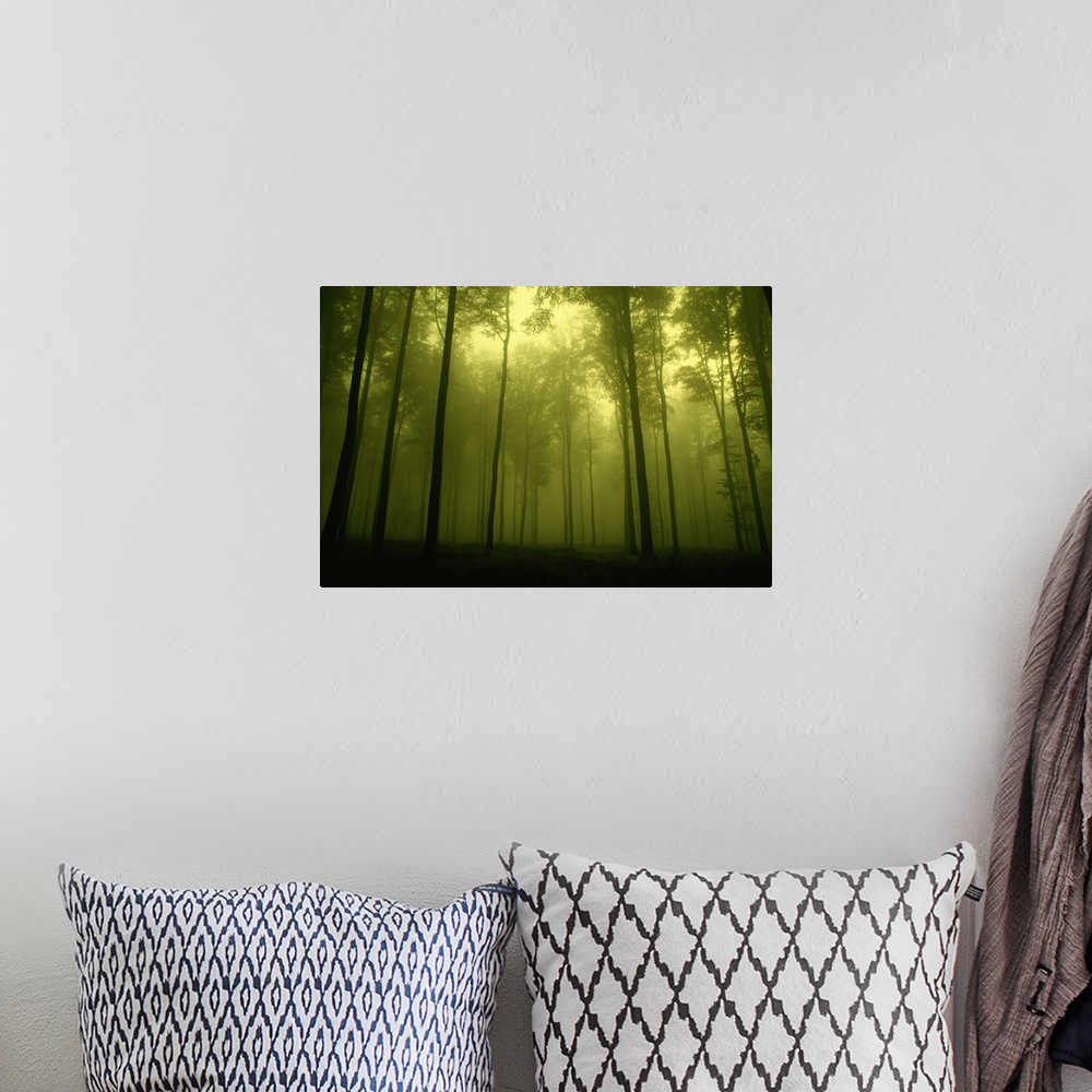 A bohemian room featuring Trees in fog, low angle view