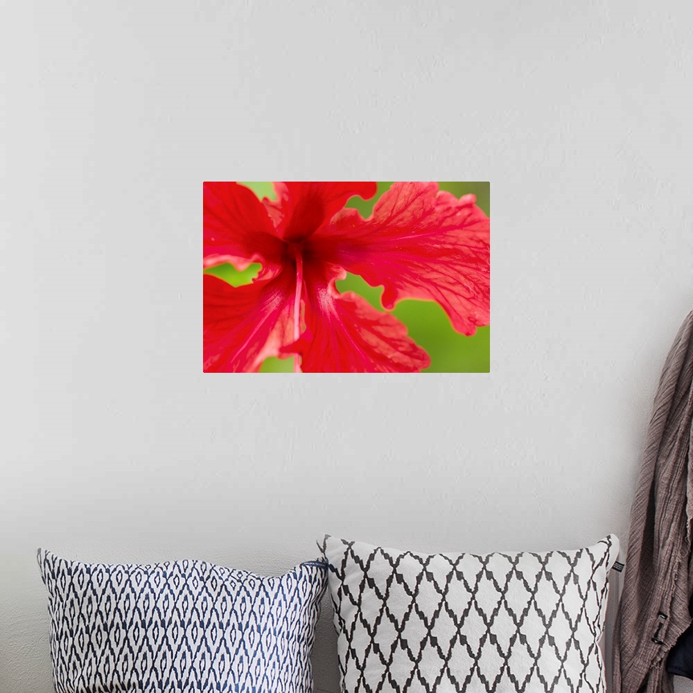 A bohemian room featuring Costa Rica, Manuel Antonio National Park, Macro view of Red Hibiscus flower blossom along Pacific...