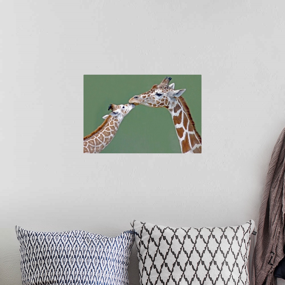 A bohemian room featuring Two giraffes at Calgary Zoo, Canada.