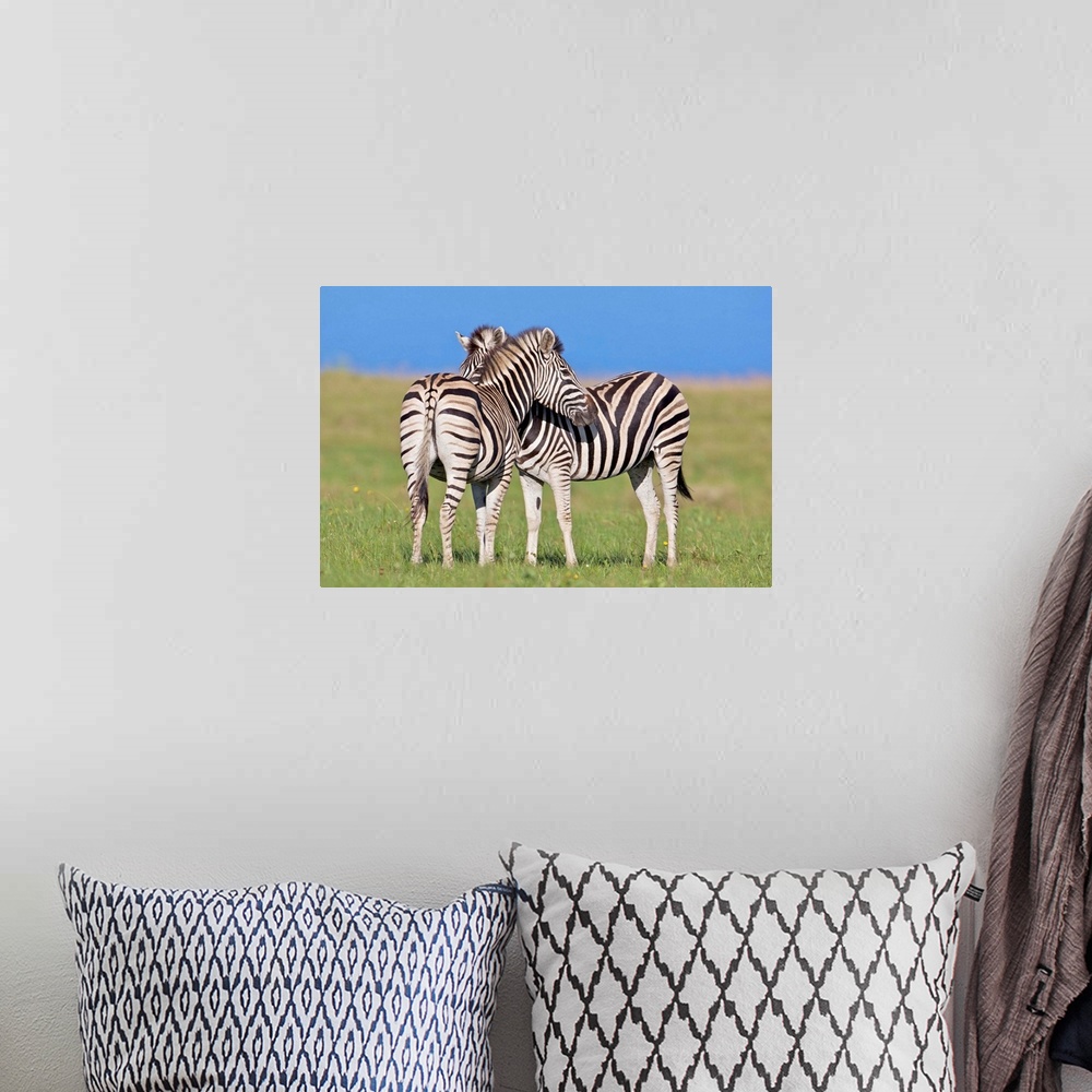 A bohemian room featuring Two Plains zebra (Equus quagga) on coastal plains, Mkambathi Game Reserve, Transkei Coast, Easter...