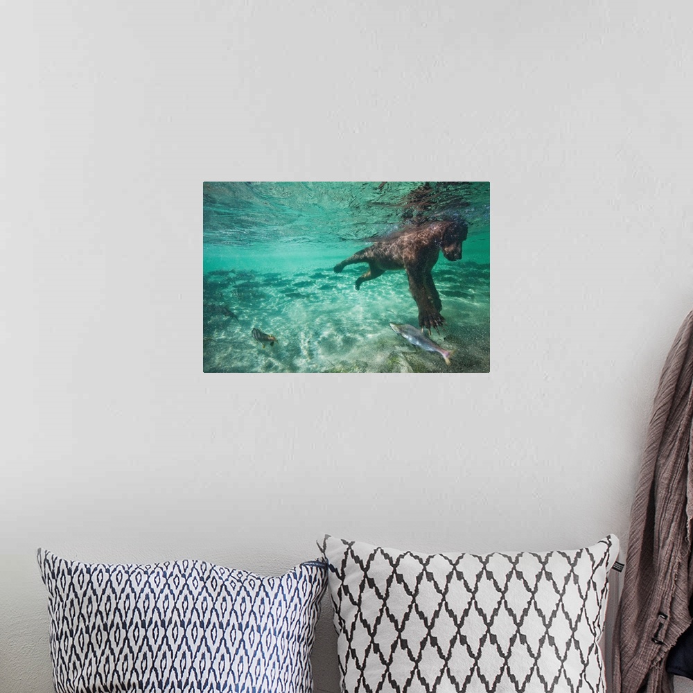 A bohemian room featuring USA, Alaska, Katmai National Park, Underwater view of Grizzly Bear (Ursus arctos) swimming after ...