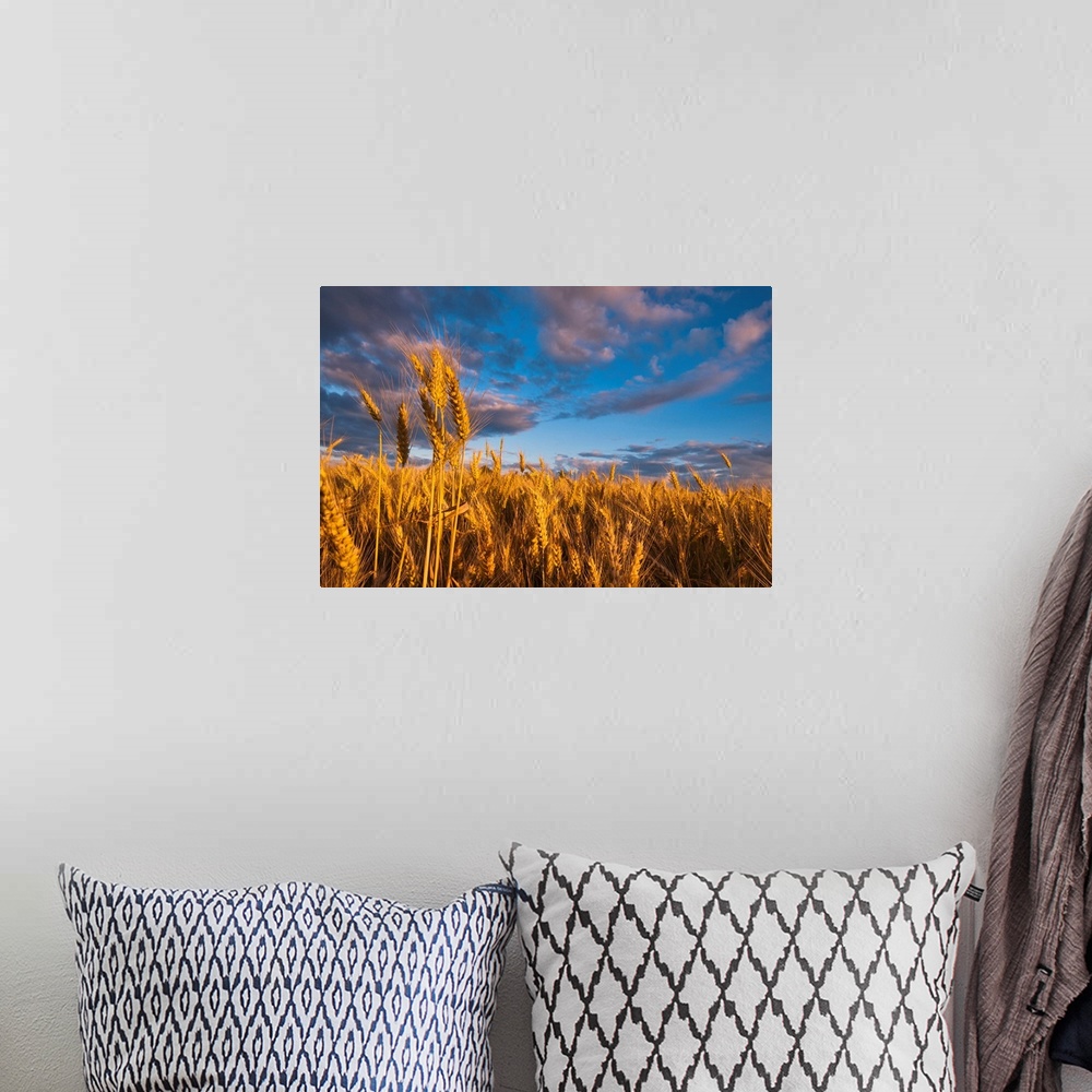 A bohemian room featuring USA, Oregon, Marion County, Wheat field