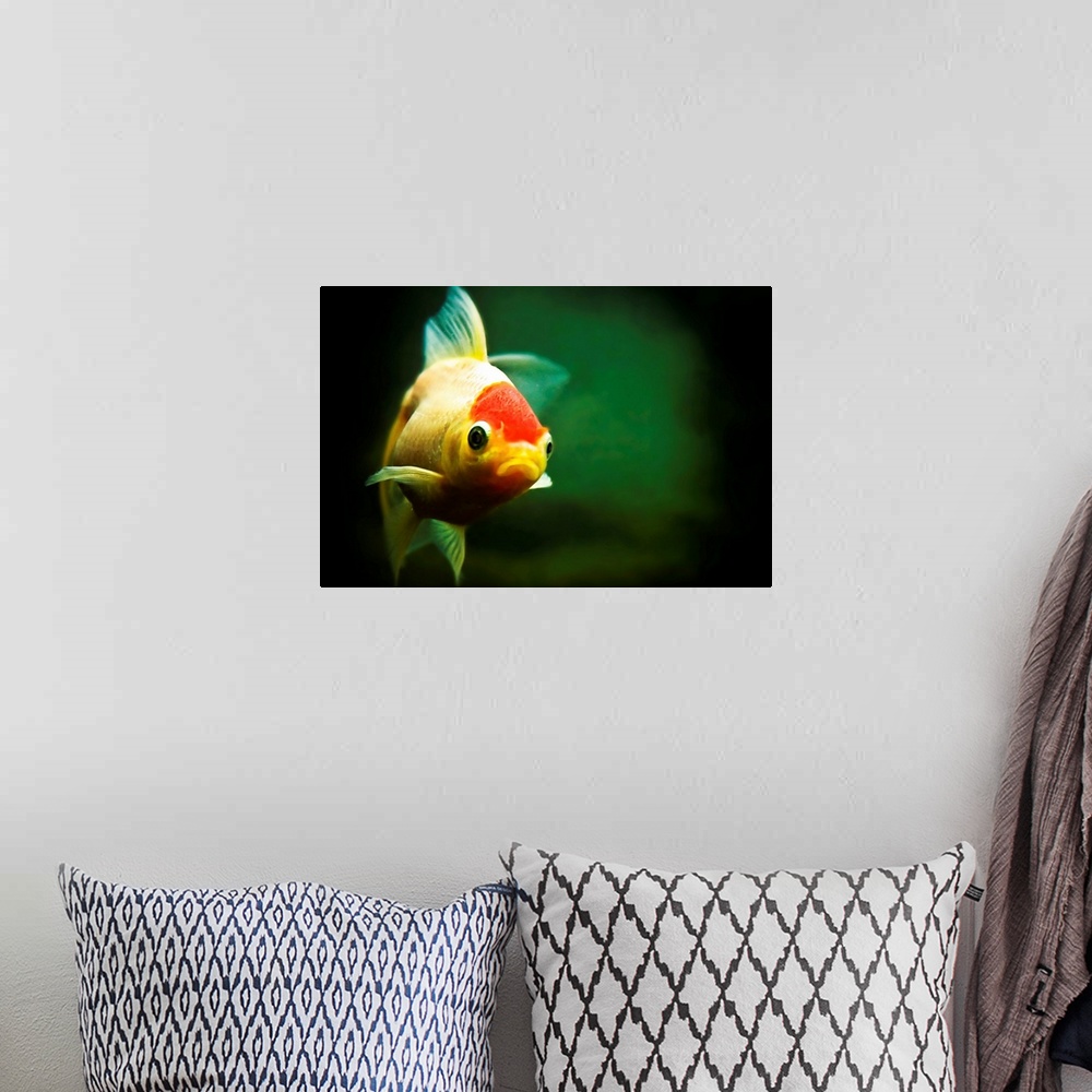 A bohemian room featuring Wanda the goldfish swims happily in her tank. Say a wish and she'll make it true...