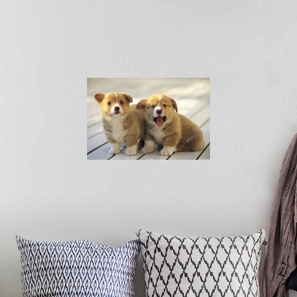 A bohemian room featuring Welsh Corgi; is a dog breed that originated in Wales.