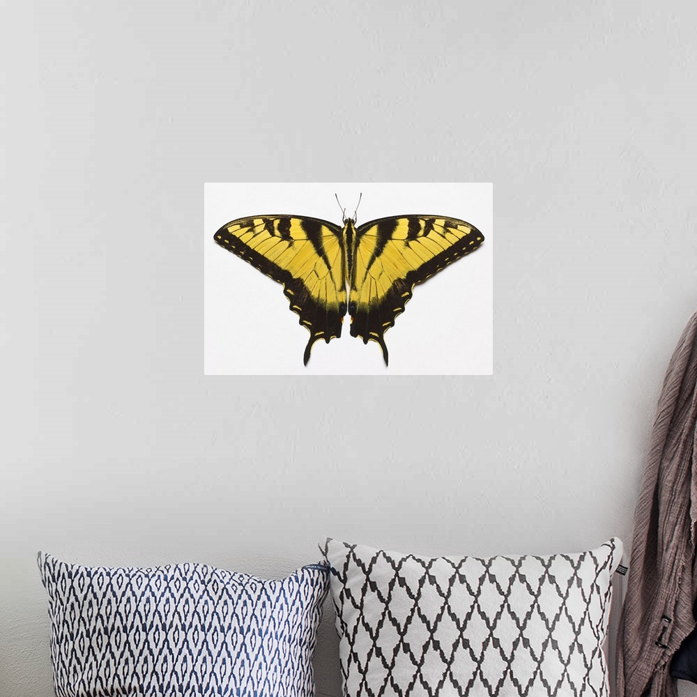 A bohemian room featuring Western Tiger Swallowtail Butterfly