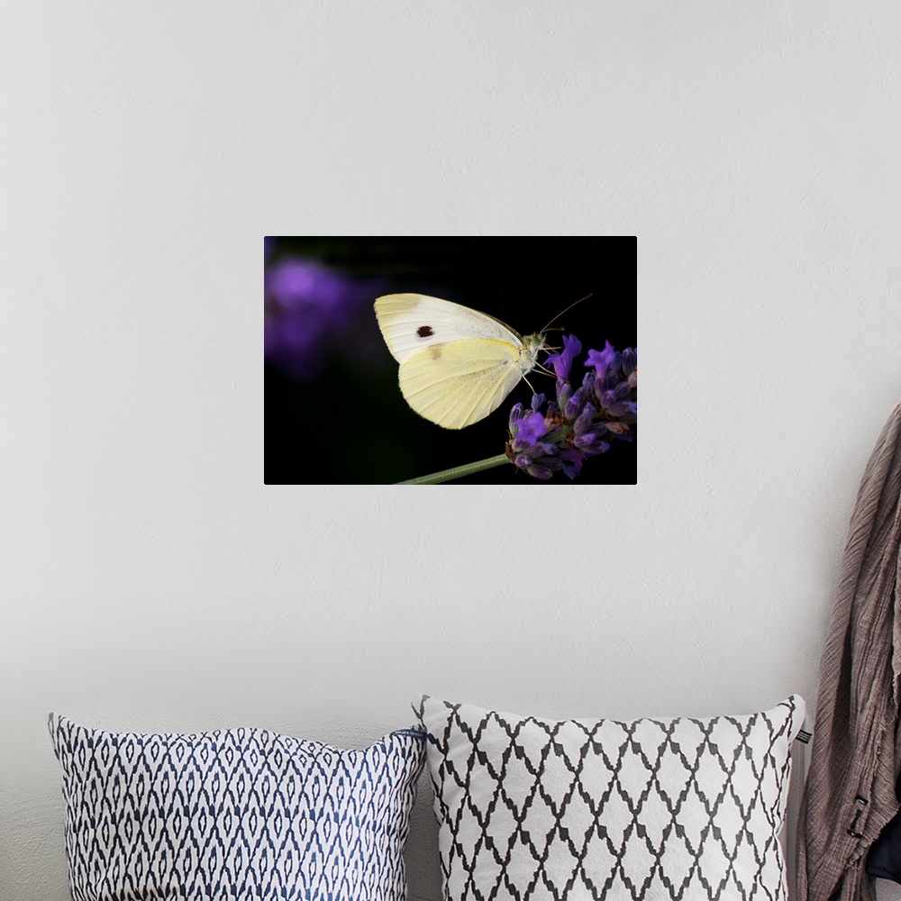 A bohemian room featuring White butterfly on purple lavender flower.