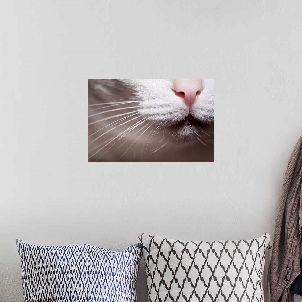 A bohemian room featuring White cat close-up