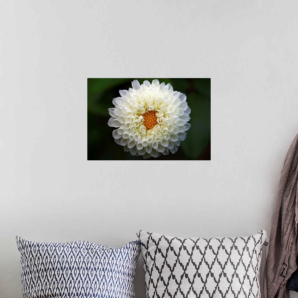A bohemian room featuring White dahlia taken at local park, close up.