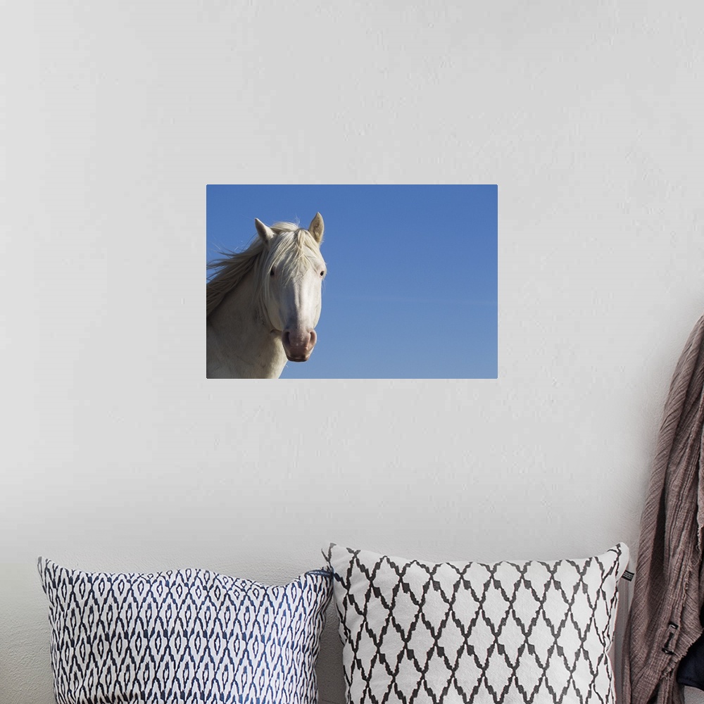 A bohemian room featuring White Spanish mustang (Equus caballus), headshot, wild horse, Wyoming, USA