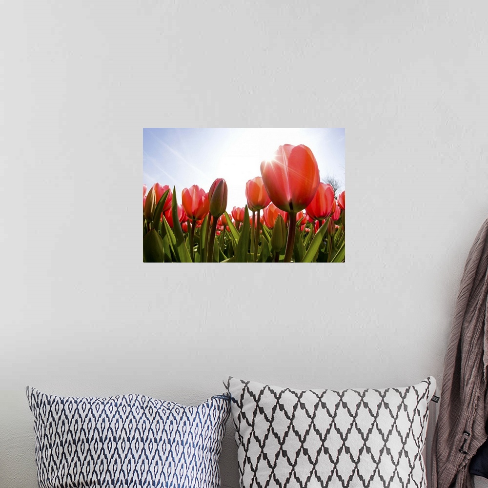 A bohemian room featuring Looking up into the sun and tulips from below