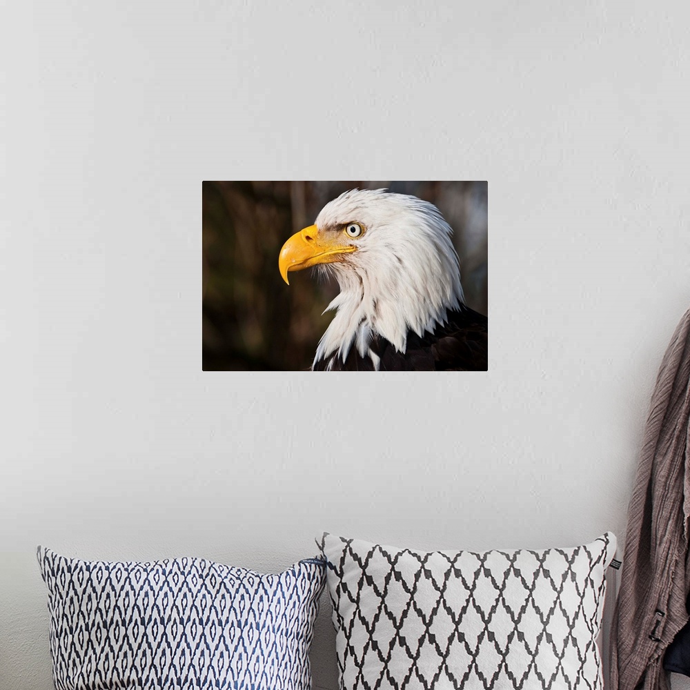 A bohemian room featuring Wild Bald Eagle stares out into wild yonder.