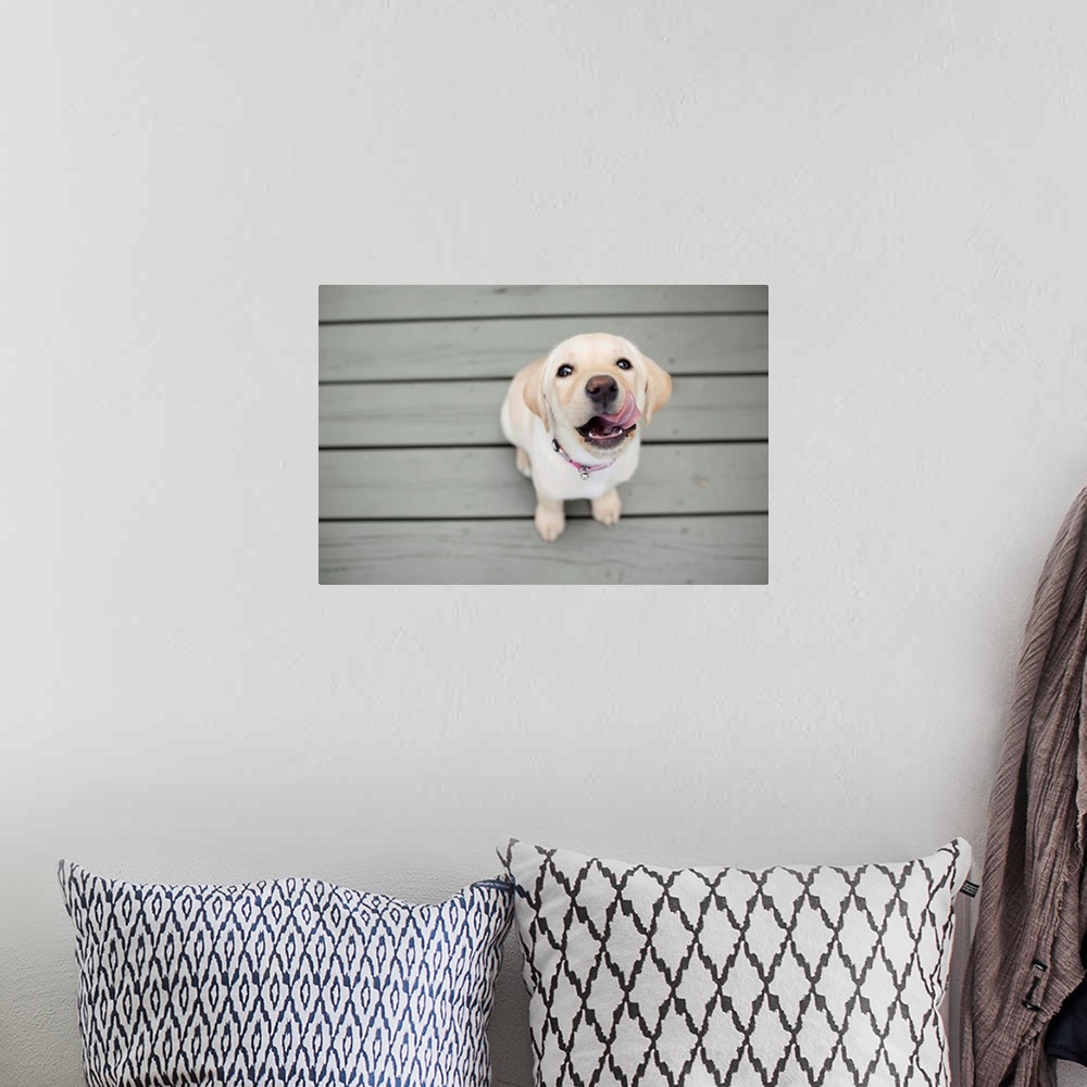A bohemian room featuring Yellow Lab puppy with sticking out tongue.