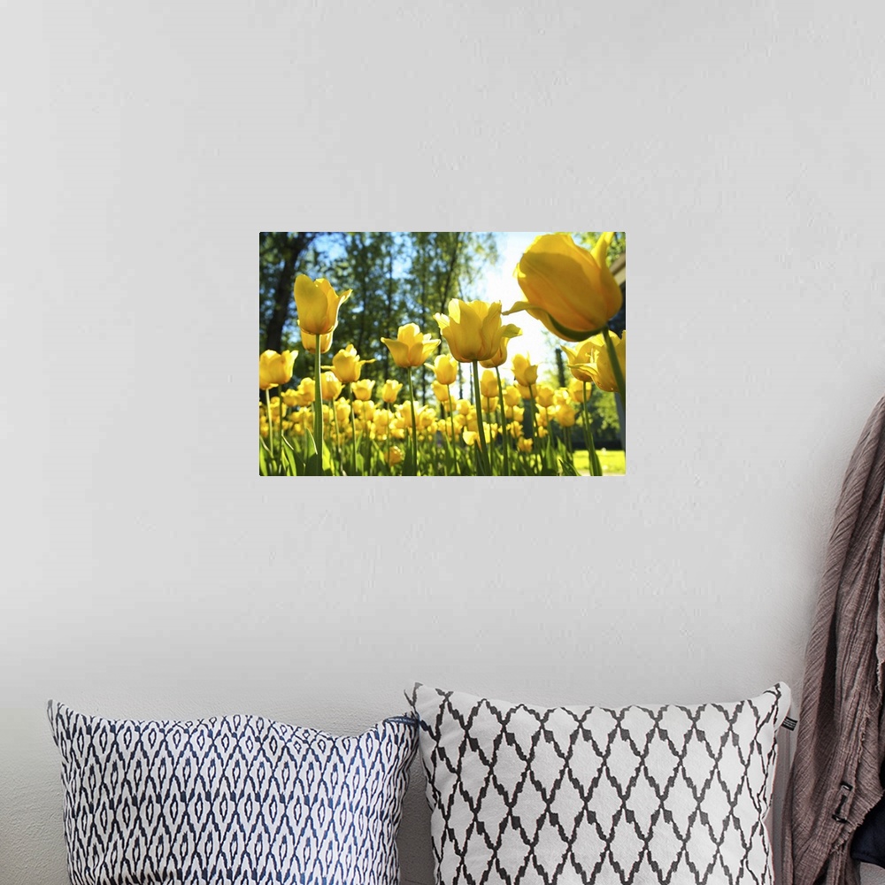 A bohemian room featuring Yellow Tulips