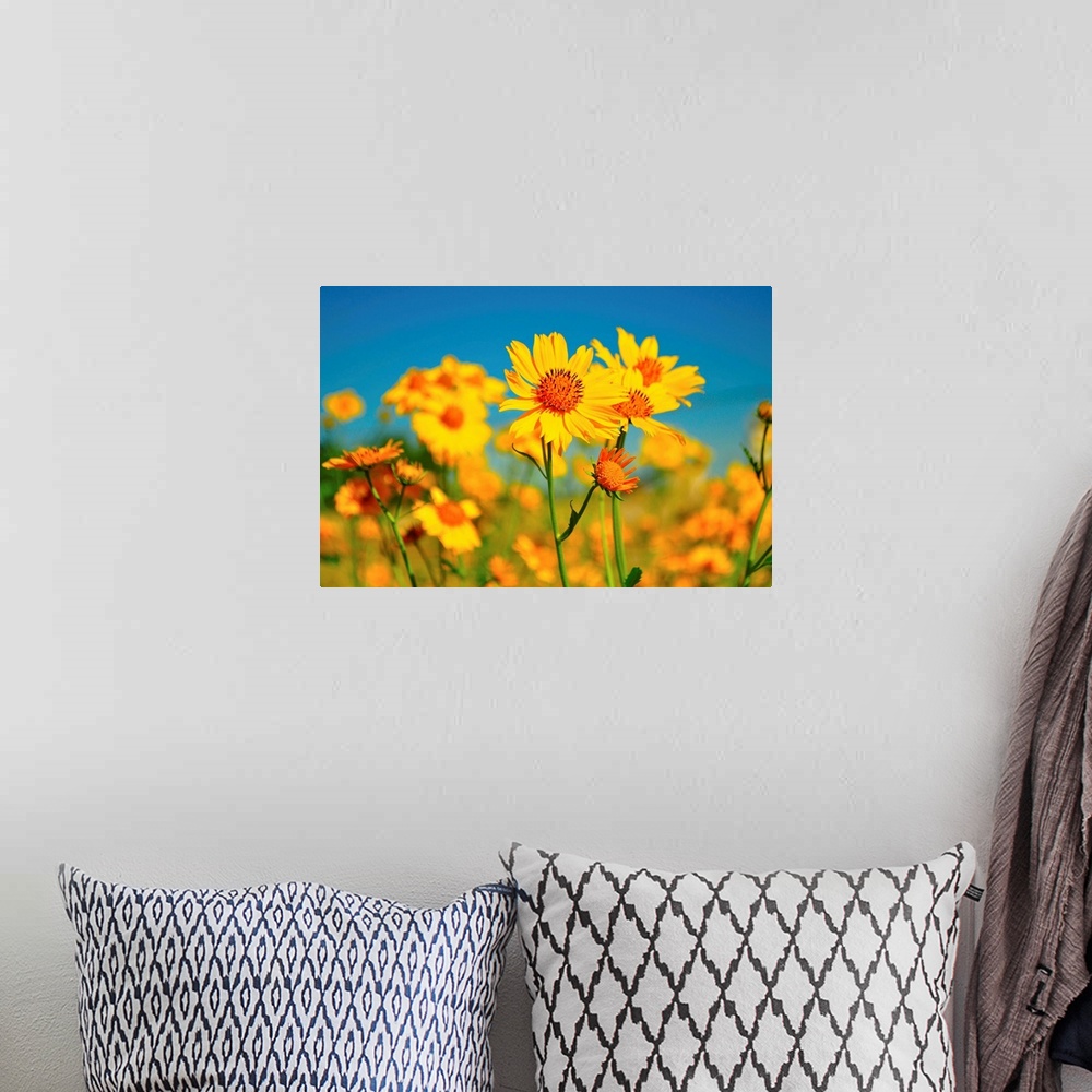 A bohemian room featuring Yellow wildflowers agents blue sky.