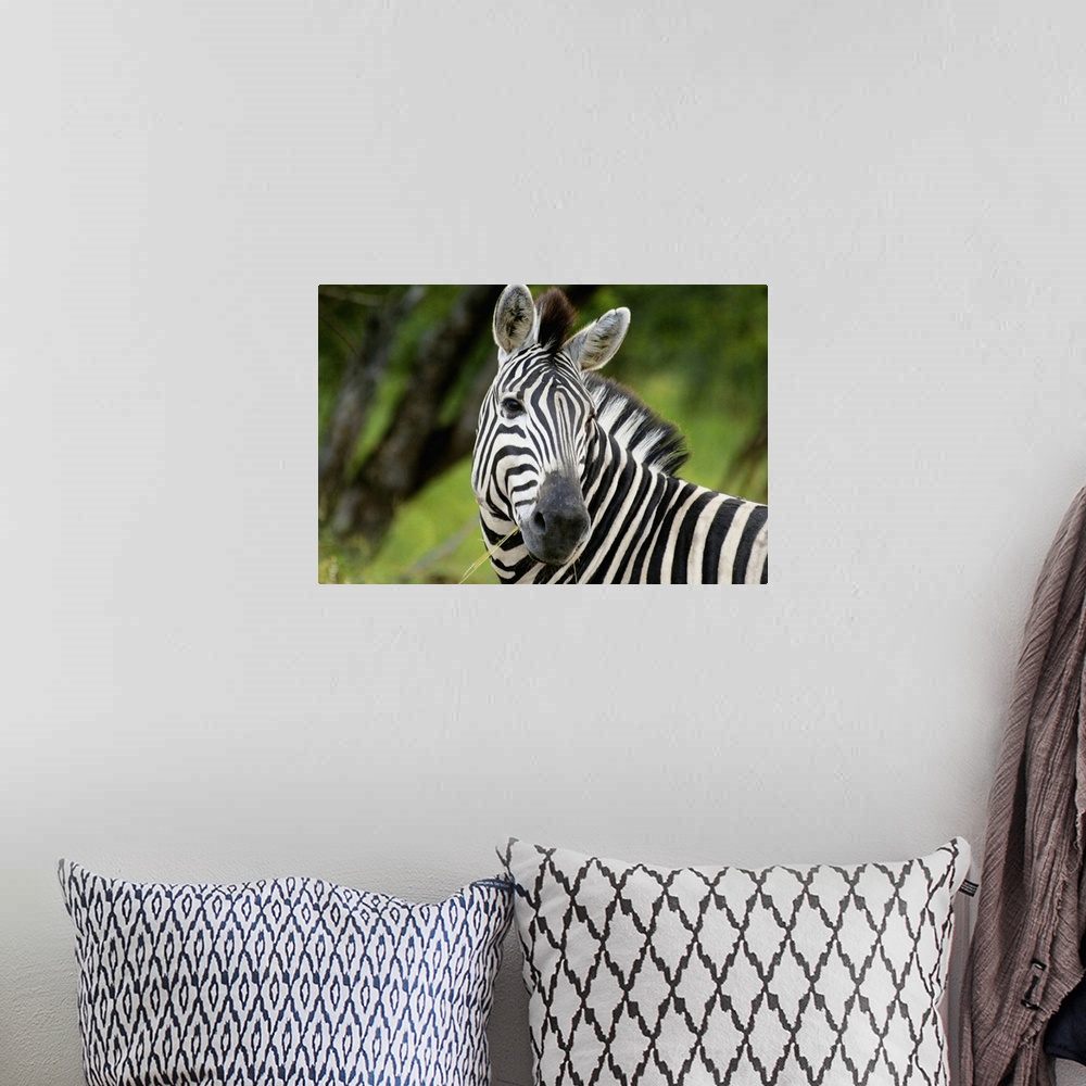 A bohemian room featuring Close-up of a Plains zebra (Equus burchellii) in a forest, Kruger National Park, Mpumalanga Provi...
