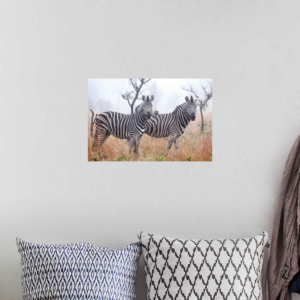 A bohemian room featuring Zebras in early morning dust, Kruger National Park, South Africa