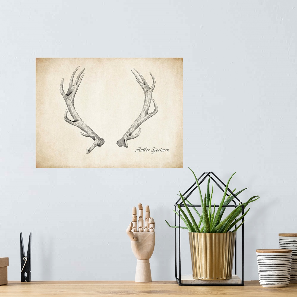 A bohemian room featuring Vintage pen and ink drawing of antlers.