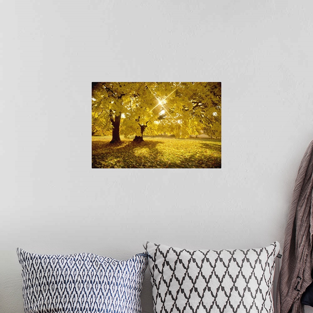 A bohemian room featuring An image of the sun peaking through the leaves of a tree full of yellow fall leaves.