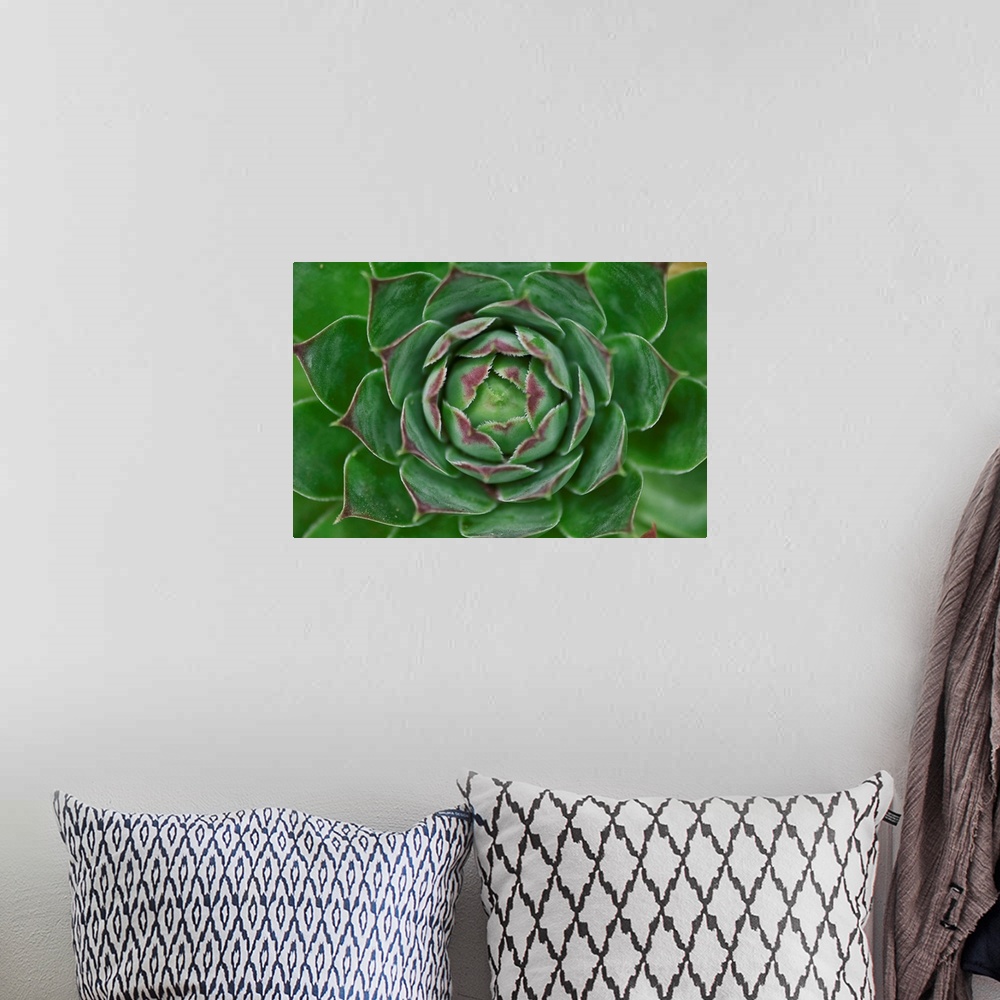 A bohemian room featuring Cabbage Flower I
