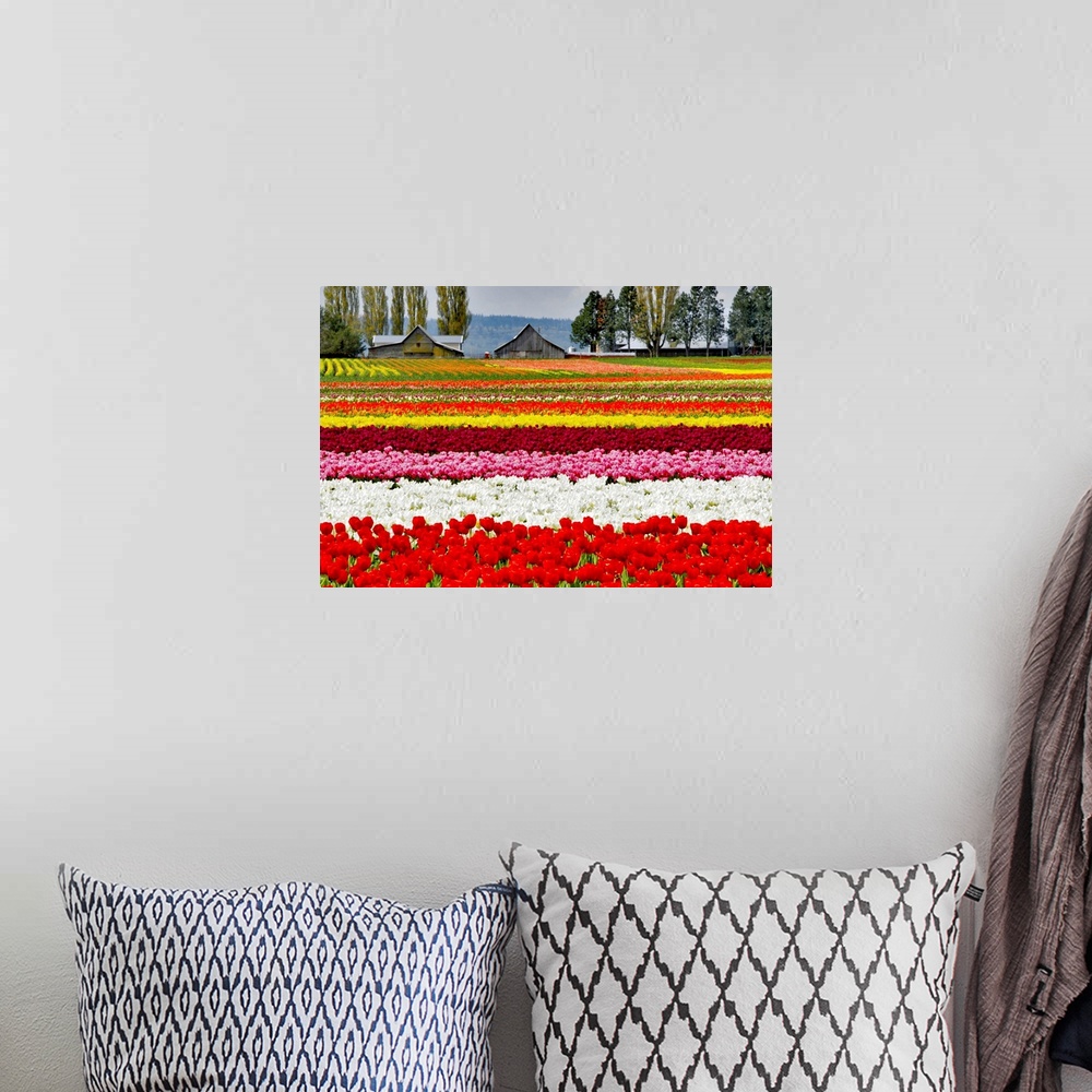 A bohemian room featuring Rows of colorful tulips on a farm.