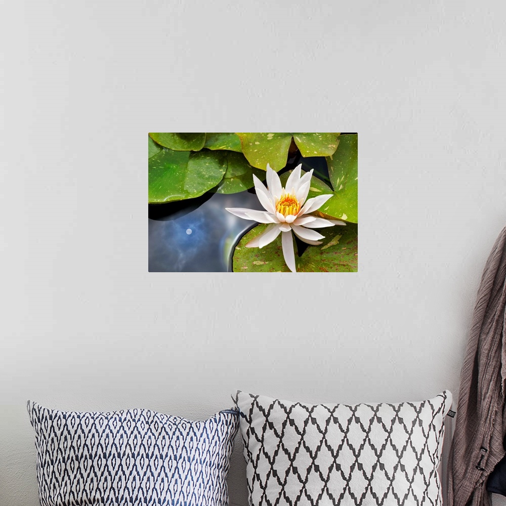 A bohemian room featuring Close up image of a white waterlily and leaves floating on the water.