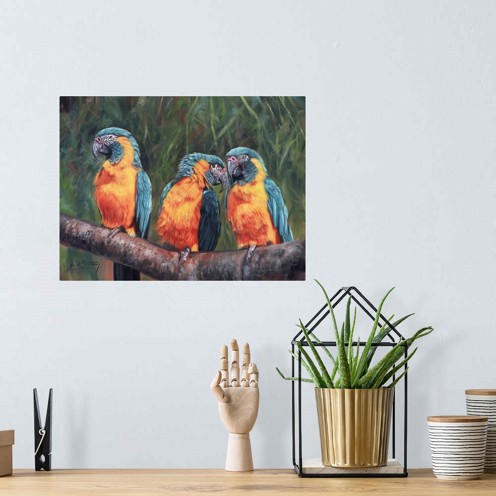 A bohemian room featuring 3 Macaws