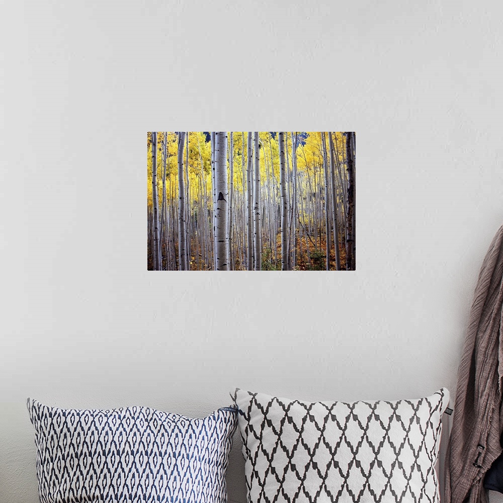 A bohemian room featuring A horizontal photograph of a thick forest of birch trees with yellow leaves.