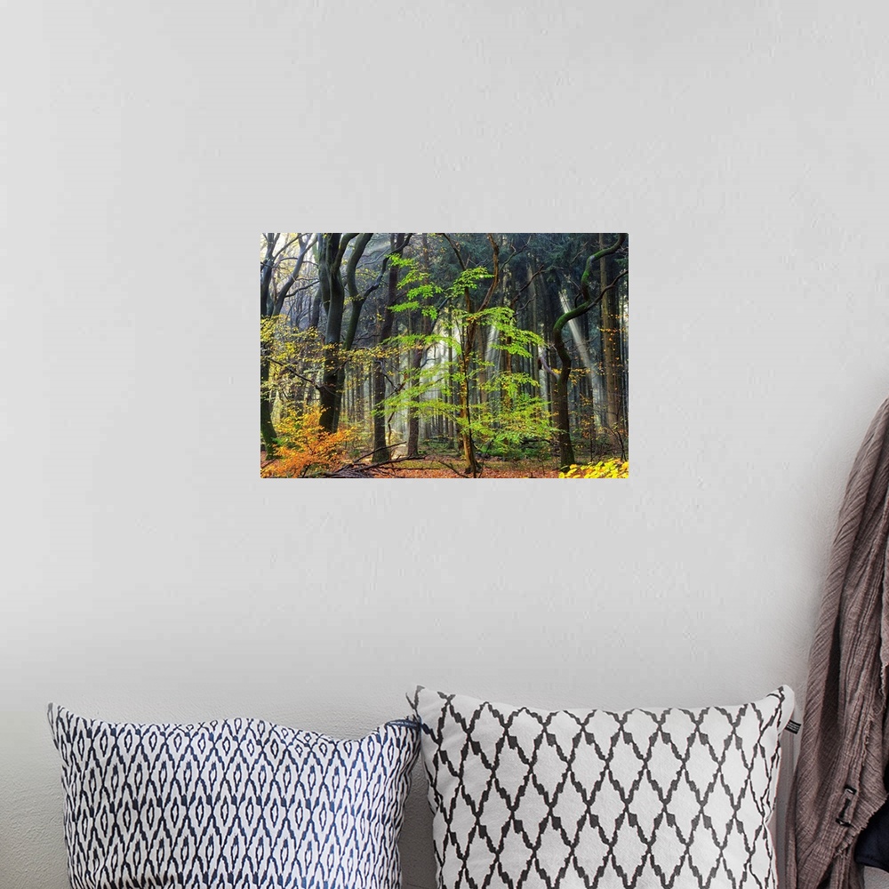 A bohemian room featuring A photograph of a dense forest with dark trees and spring foliage.