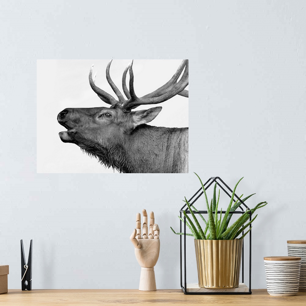 A bohemian room featuring Black and white photograph of a deer.