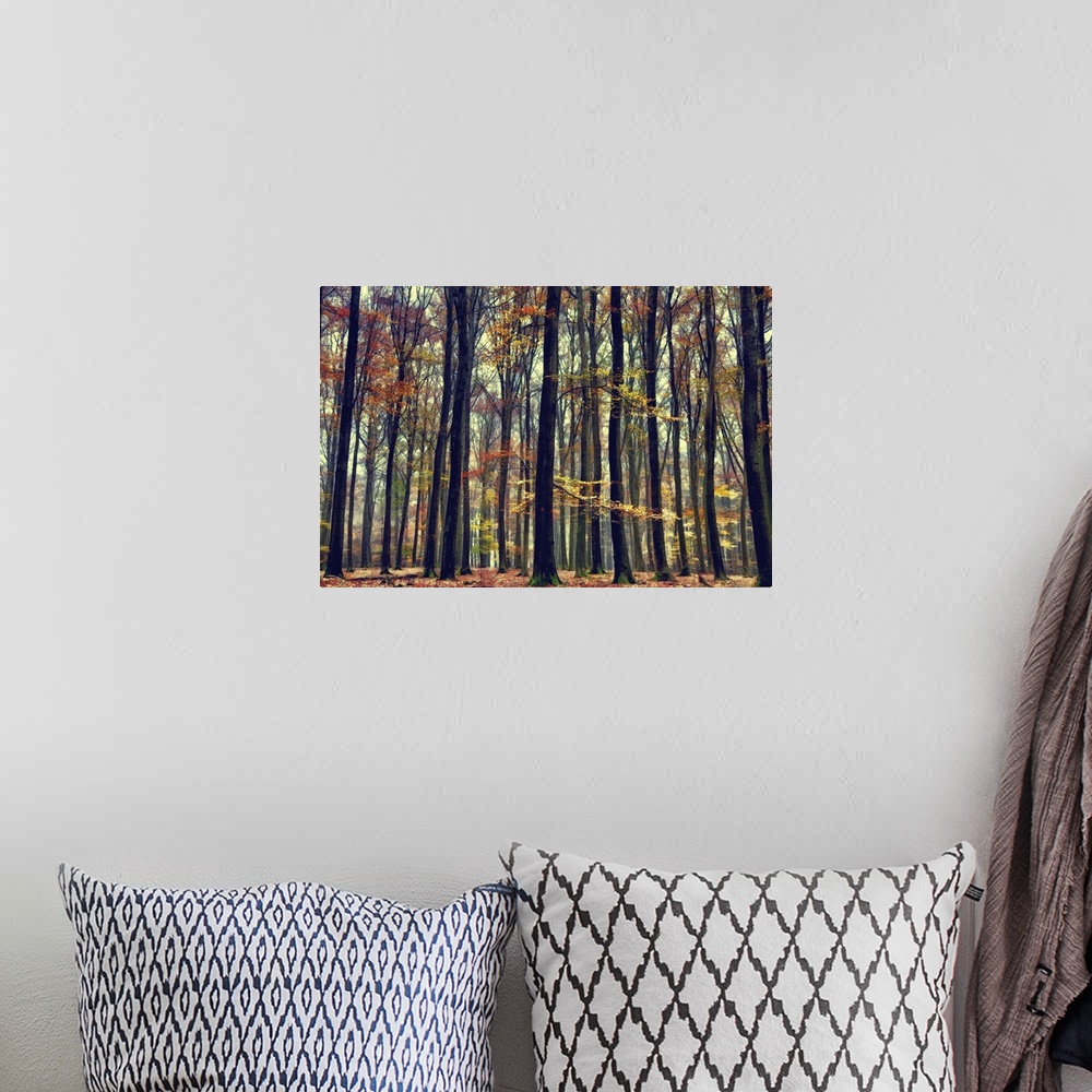 A bohemian room featuring Photograph of a fogy and mist shrouded dense forest.