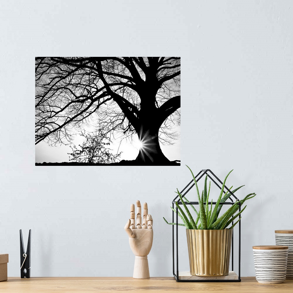 A bohemian room featuring Black and white photograph of a large oak tree with the sun setting behind it.