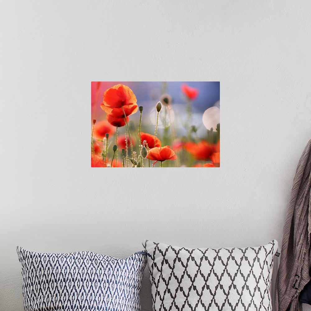 A bohemian room featuring A light, airy photograph of red poppies in a field.
