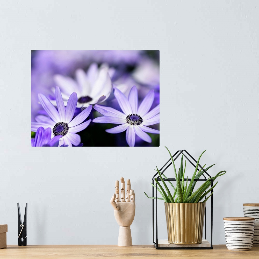 A bohemian room featuring Horizontal photograph of a field of purple flowers in which the flowers in the foreground are the...