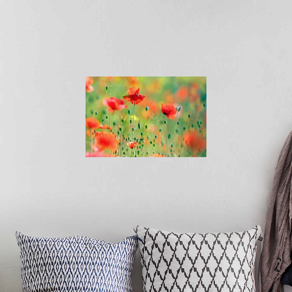 A bohemian room featuring A field of Common Poppies (Papaver rhoeas) in the morning.
