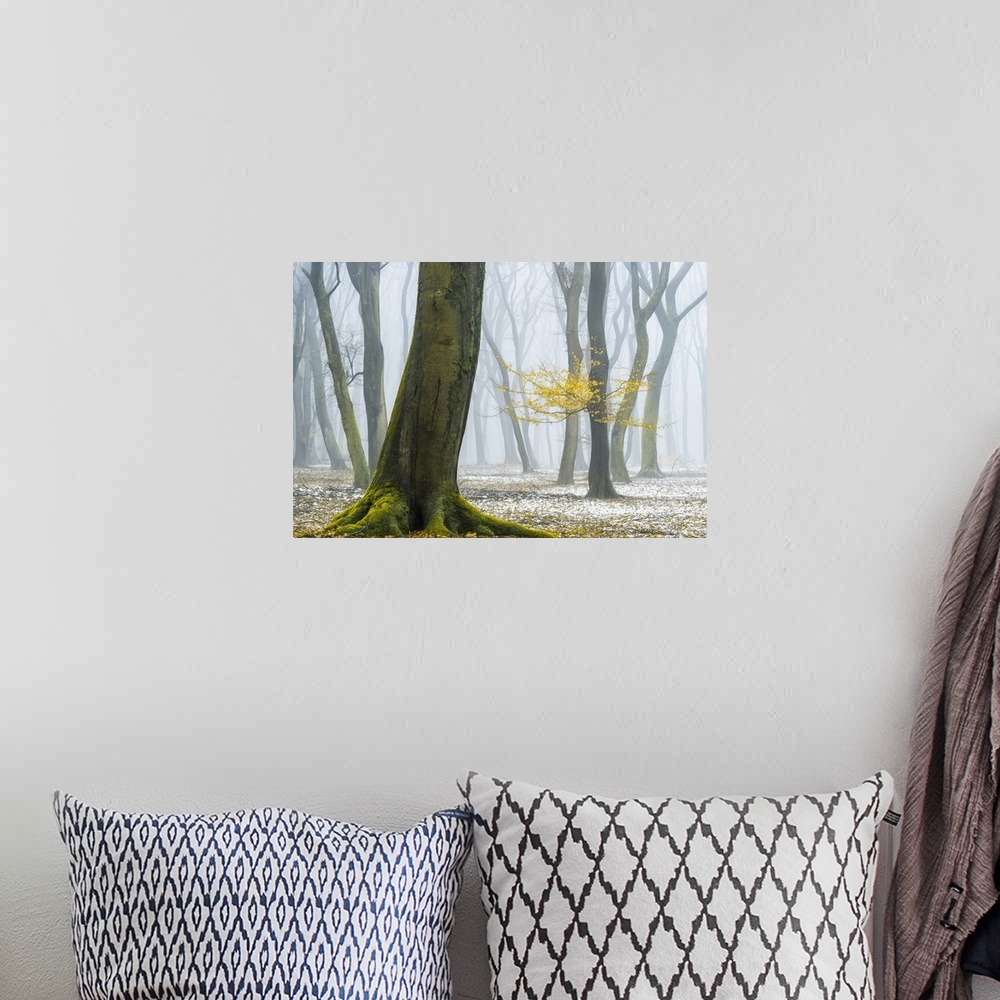 A bohemian room featuring A forest of crooked trees surround by a snowy mist.