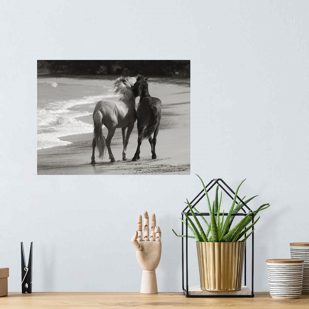 A bohemian room featuring Young Mustangs on Beach