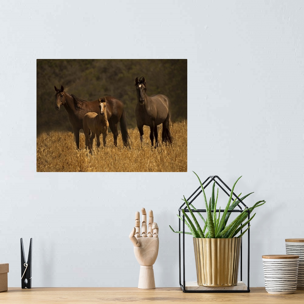 A bohemian room featuring A family of wild horses standing in a field in golden light.