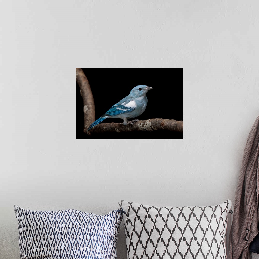 A bohemian room featuring A blue-grey tanager, Thraupis episcopus at Miller Park Zoo.